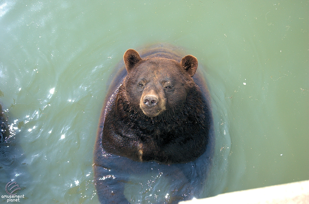 Marineland of Canada