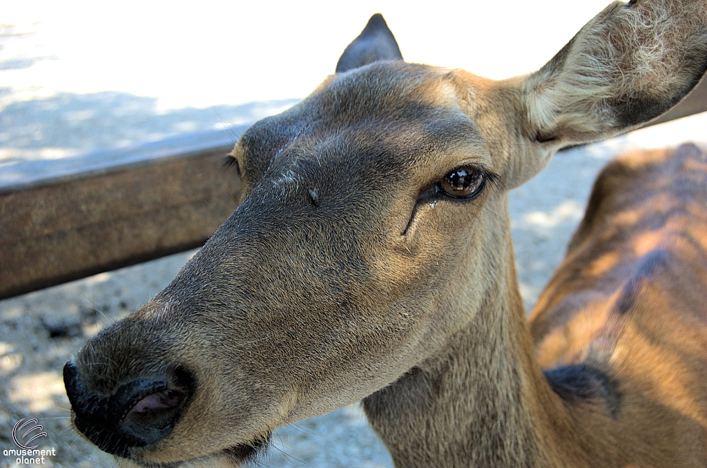 Marineland of Canada