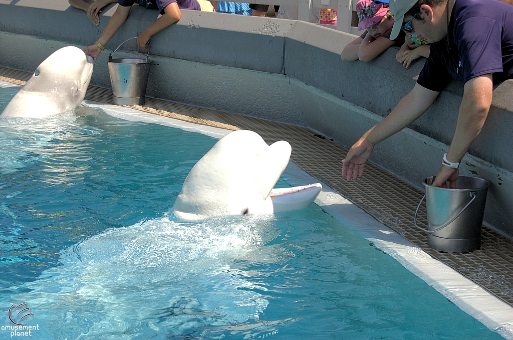 Marineland of Canada