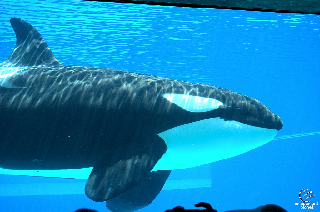 Marineland of Canada