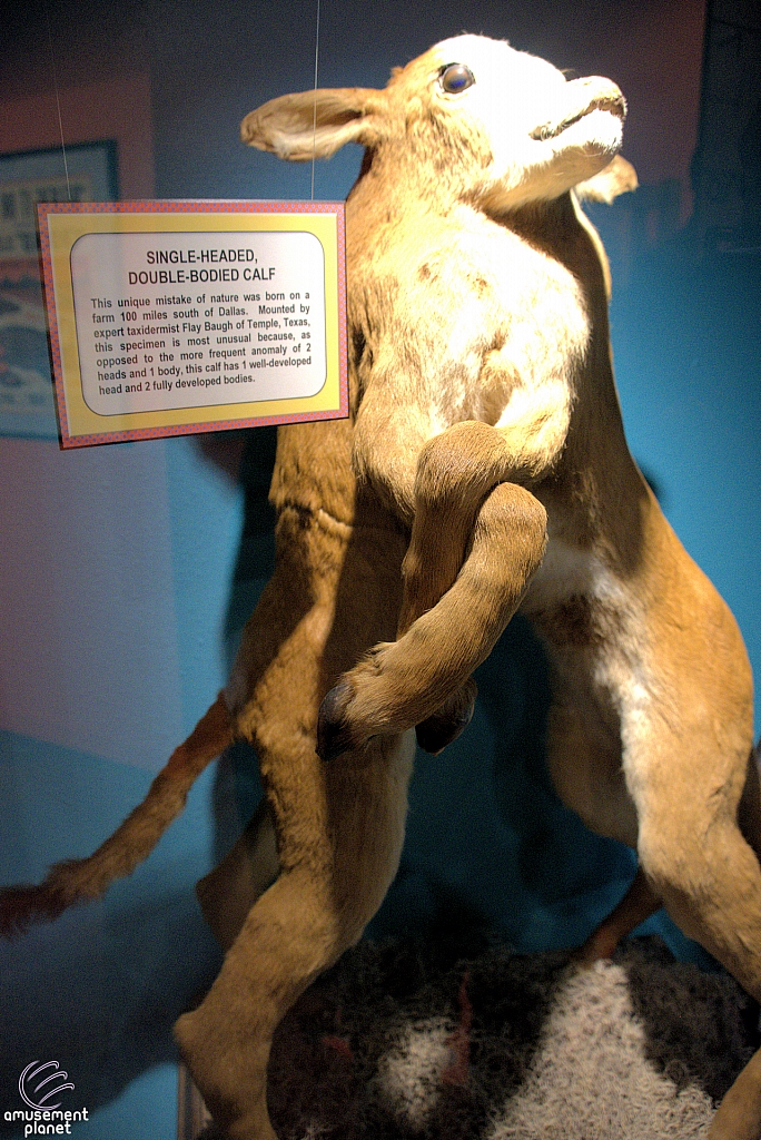 Ripley's Believe It or Not!