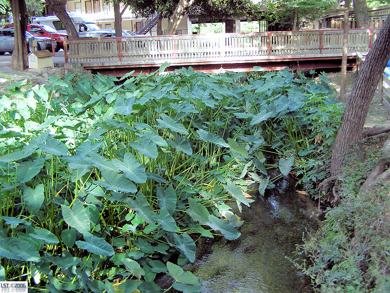 Schlitterbahn West