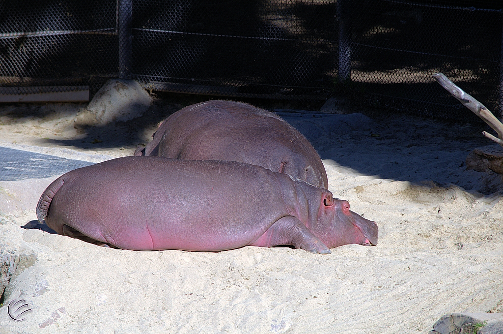 San Diego Zoo