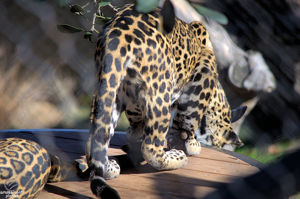 San Diego Zoo