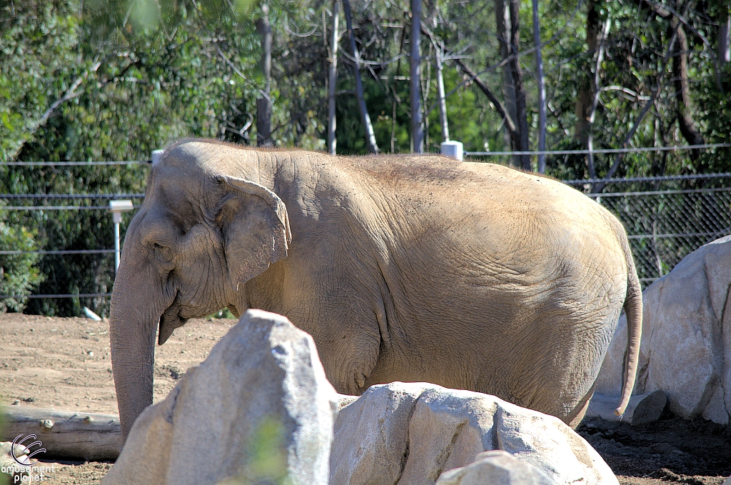 San Diego Zoo