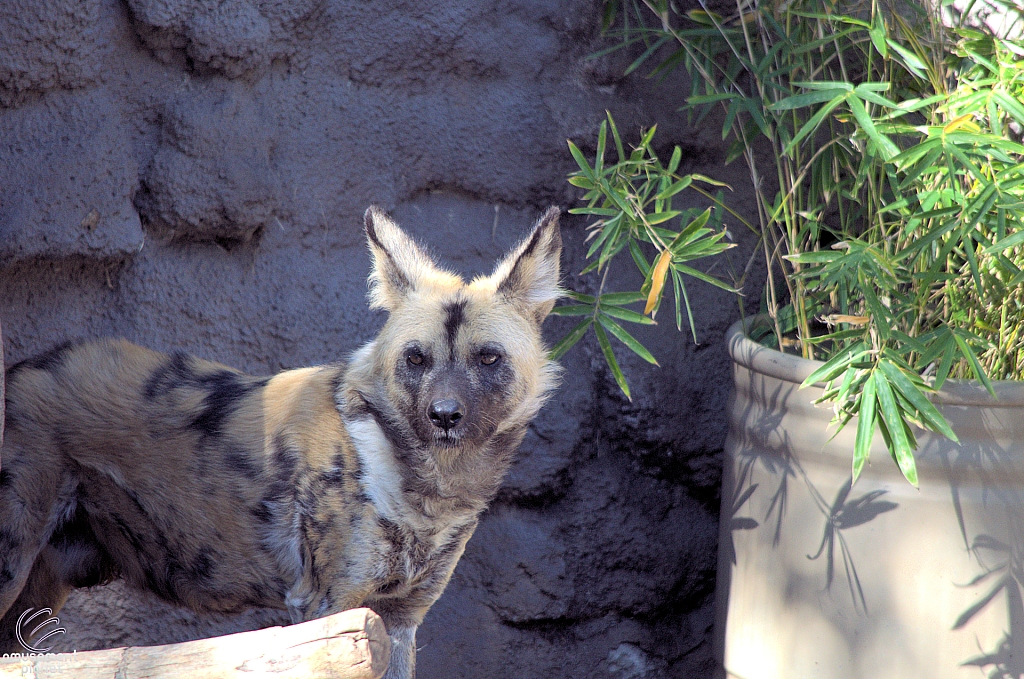 San Diego Zoo