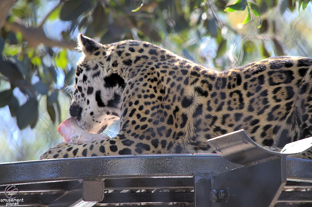 San Diego Zoo