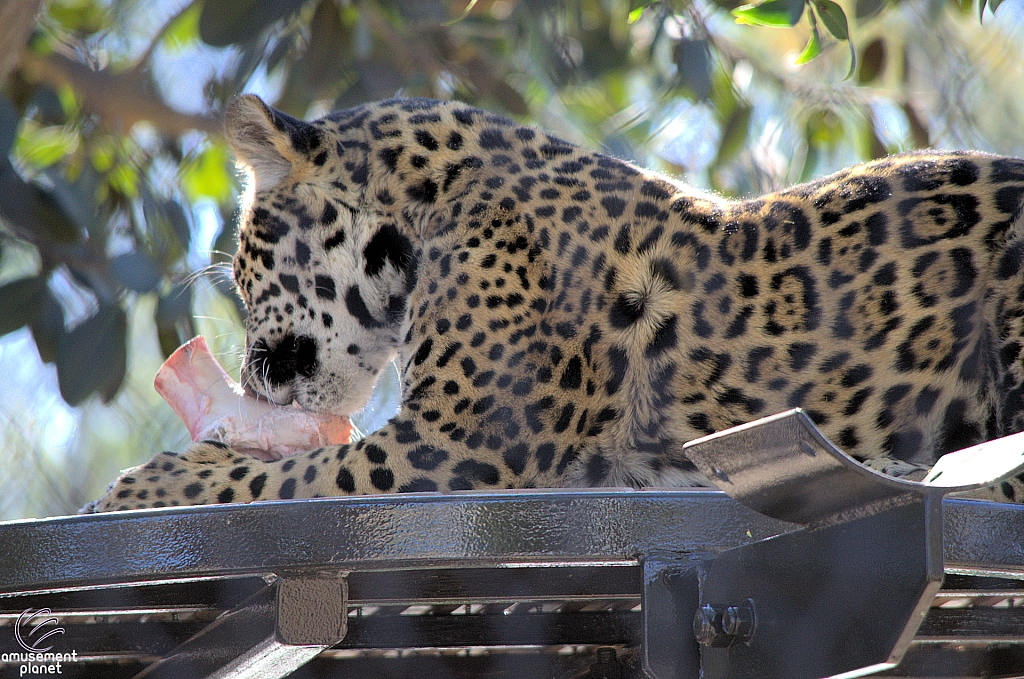 San Diego Zoo