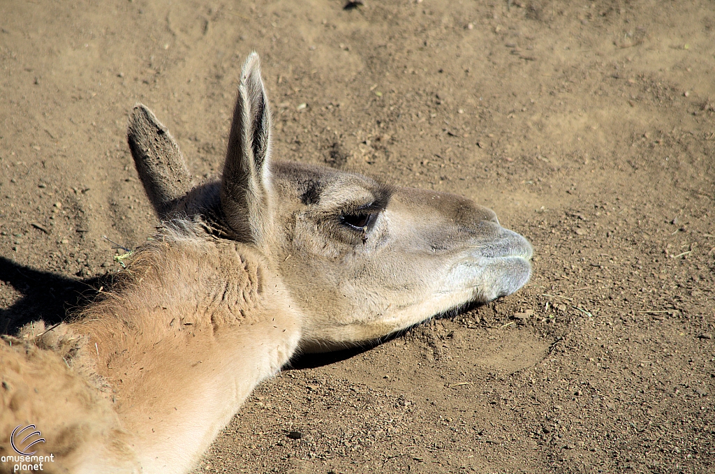 San Diego Zoo