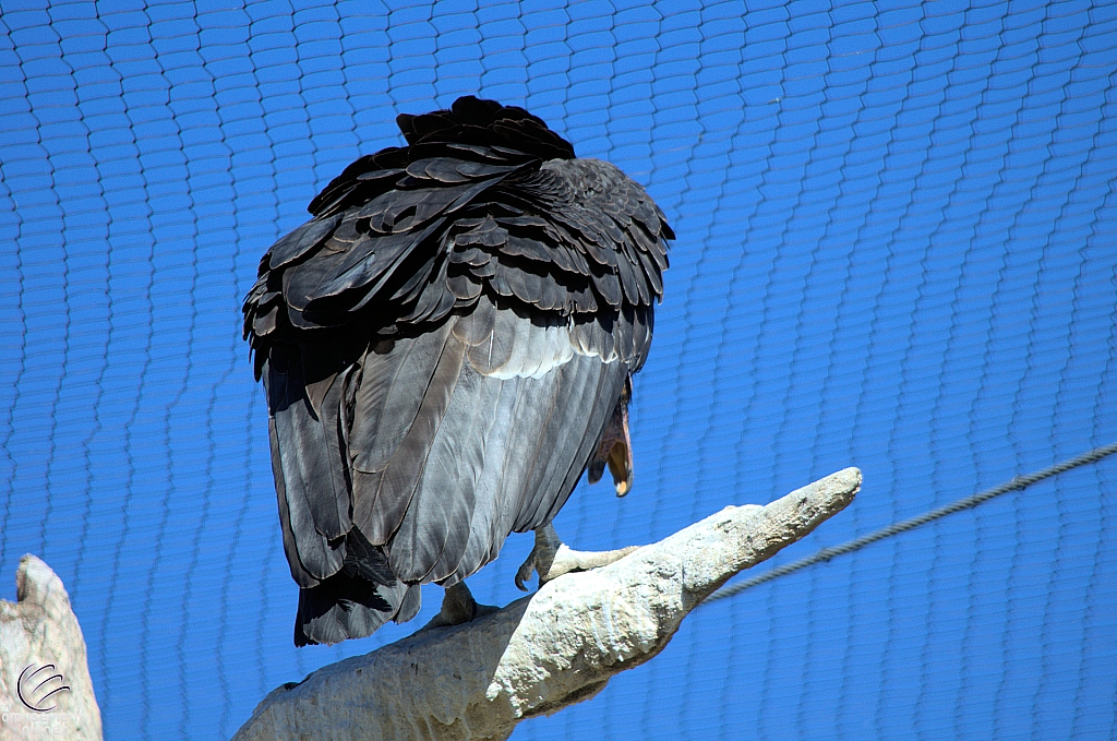 San Diego Zoo