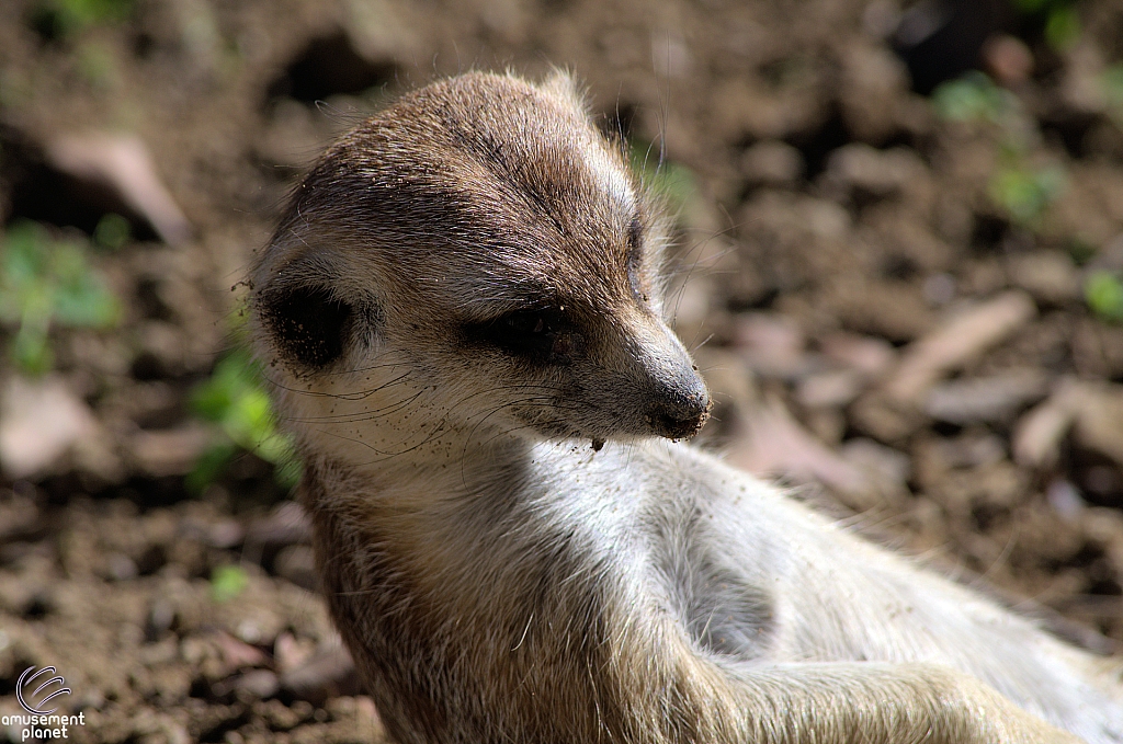 San Diego Zoo