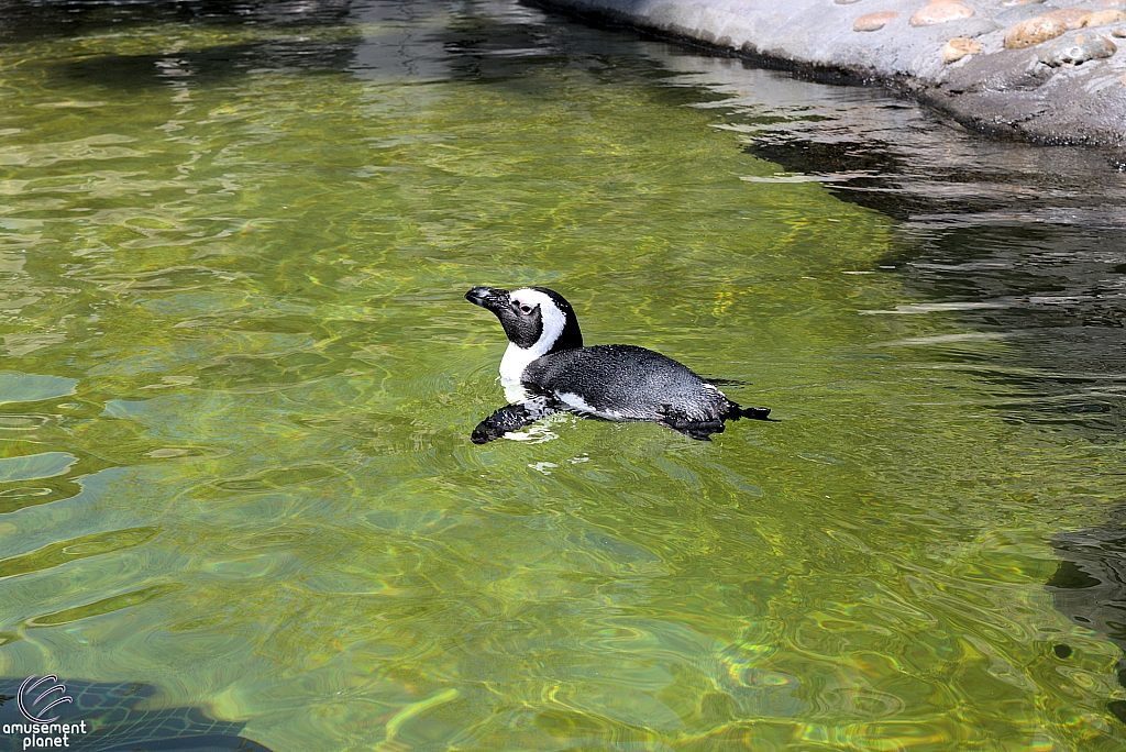 Six Flags Discovery Kingdom