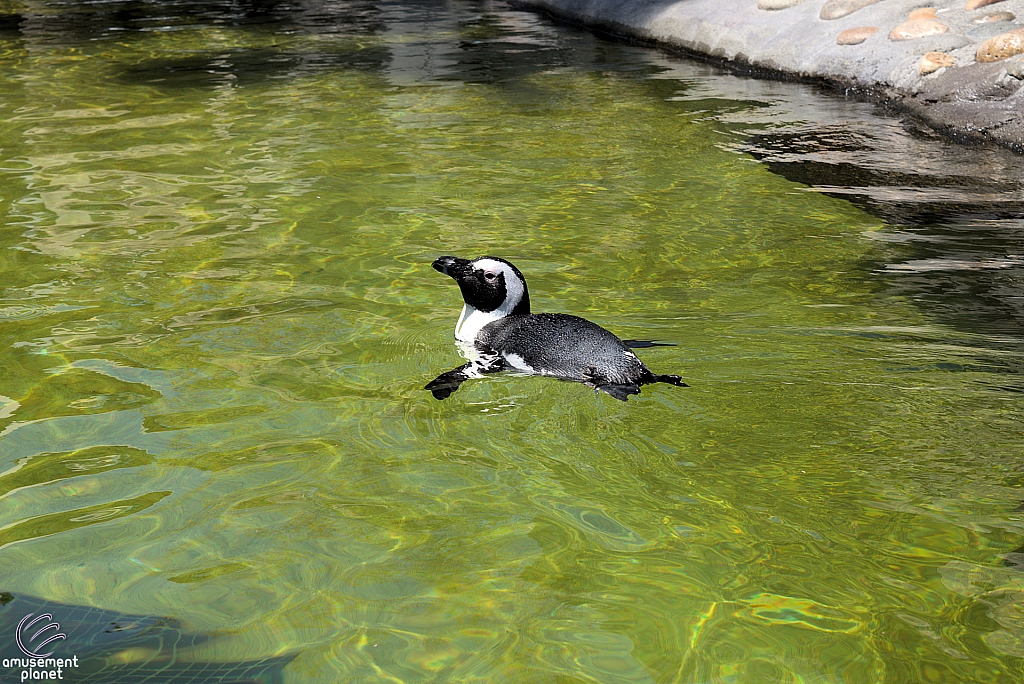 Six Flags Discovery Kingdom