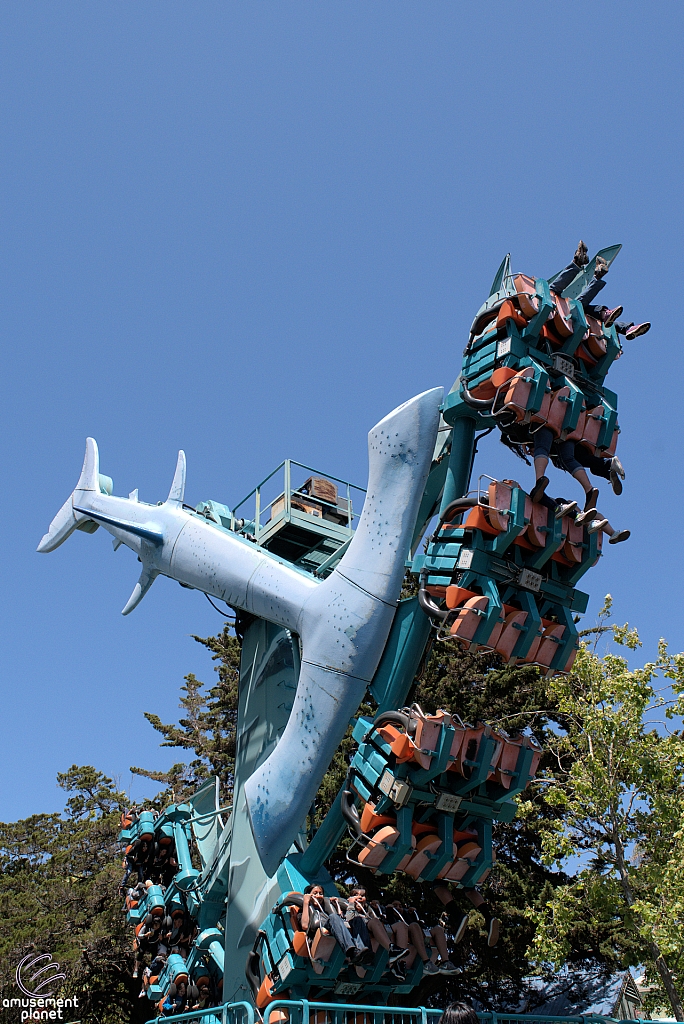 Hammerhead Shark