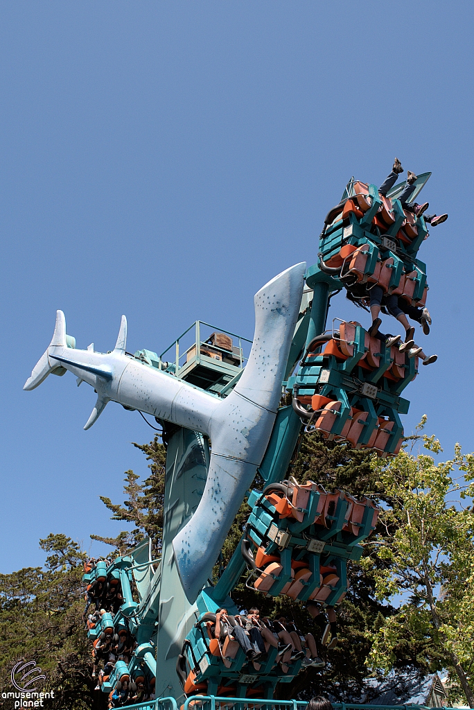 Hammerhead Shark