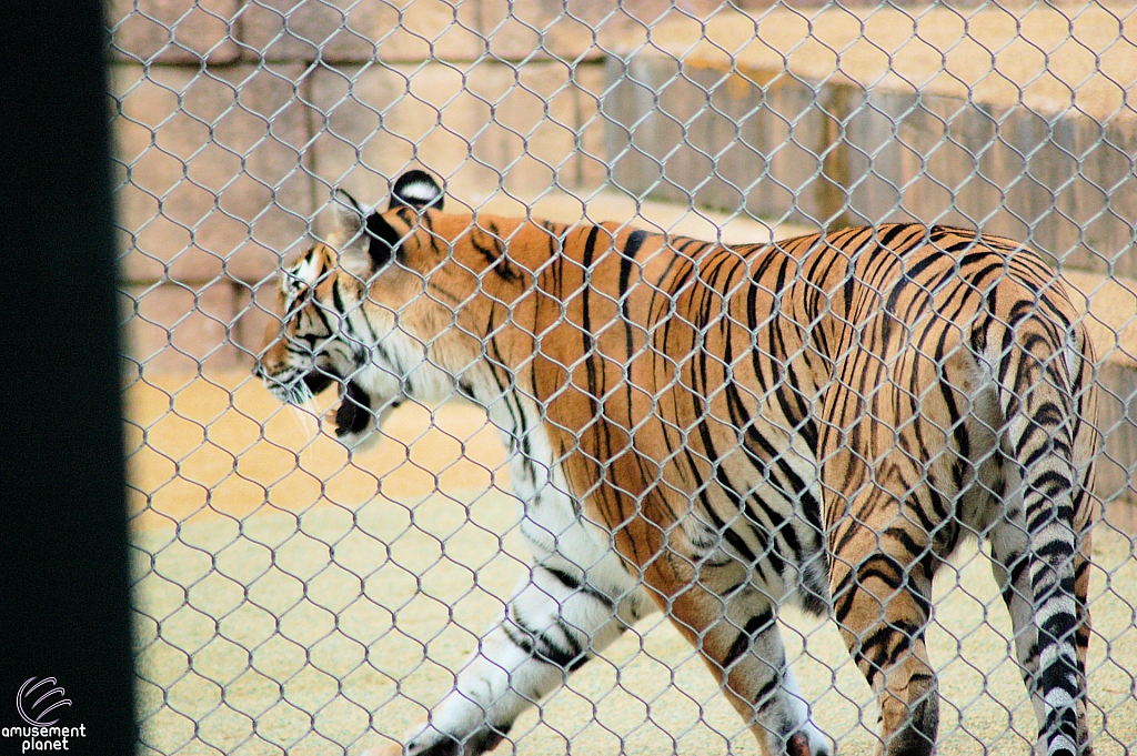 Odin’s Temple of the Tiger