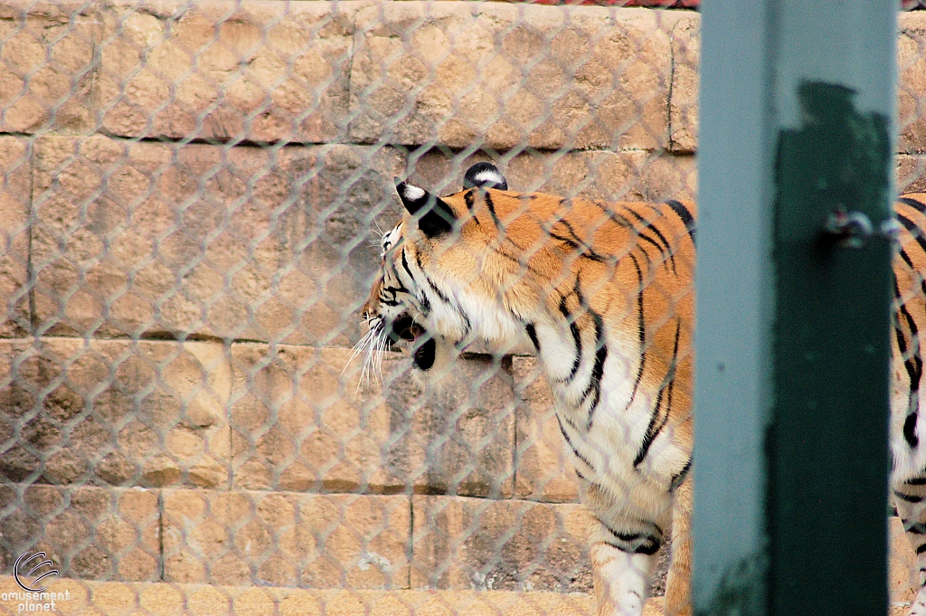 Odin’s Temple of the Tiger