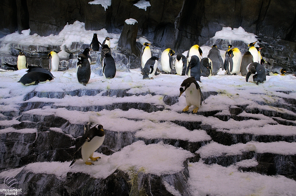 Antarctica Penguin Habitat