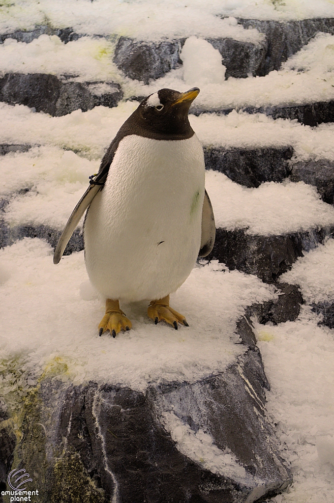 Antarctica Penguin Habitat