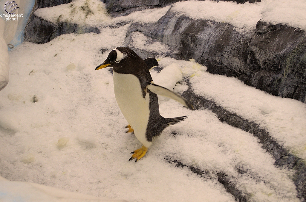 Antarctica Penguin Habitat
