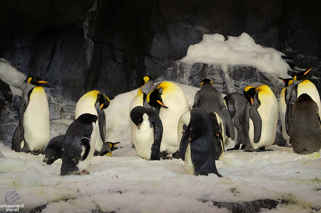 Antarctica Penguin Habitat