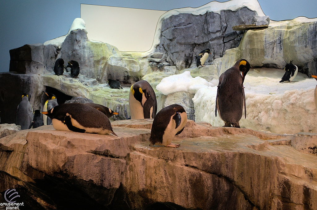 Antarctica Penguin Habitat