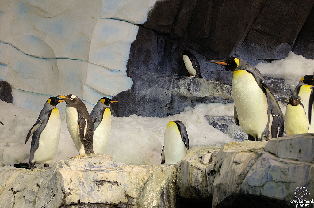 Antarctica Penguin Habitat