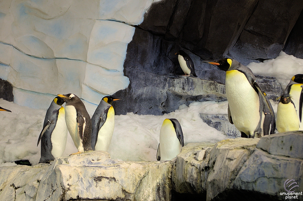 Antarctica Penguin Habitat