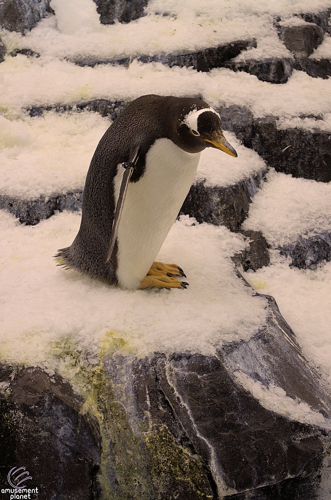 Antarctica Penguin Habitat