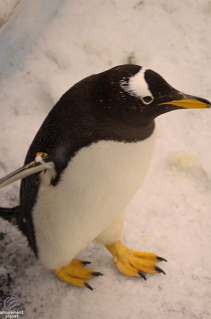 Antarctica Penguin Habitat