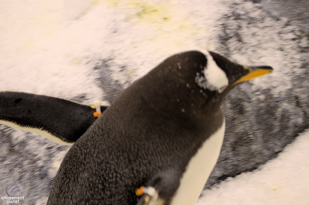 Antarctica Penguin Habitat