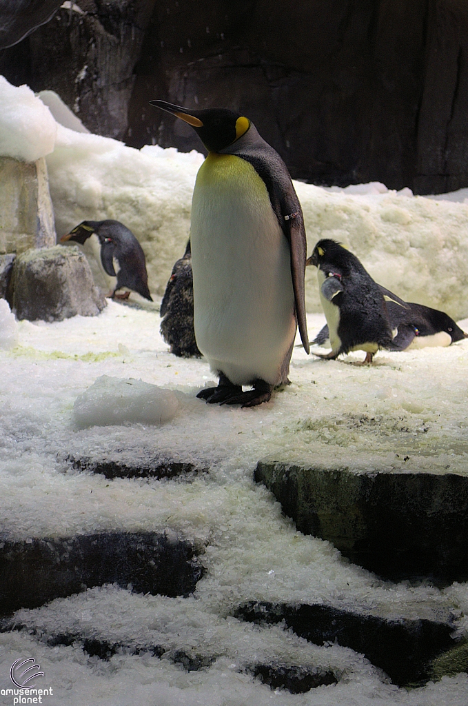 Antarctica Penguin Habitat