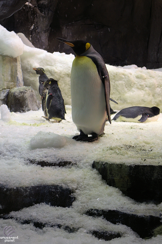 Antarctica Penguin Habitat