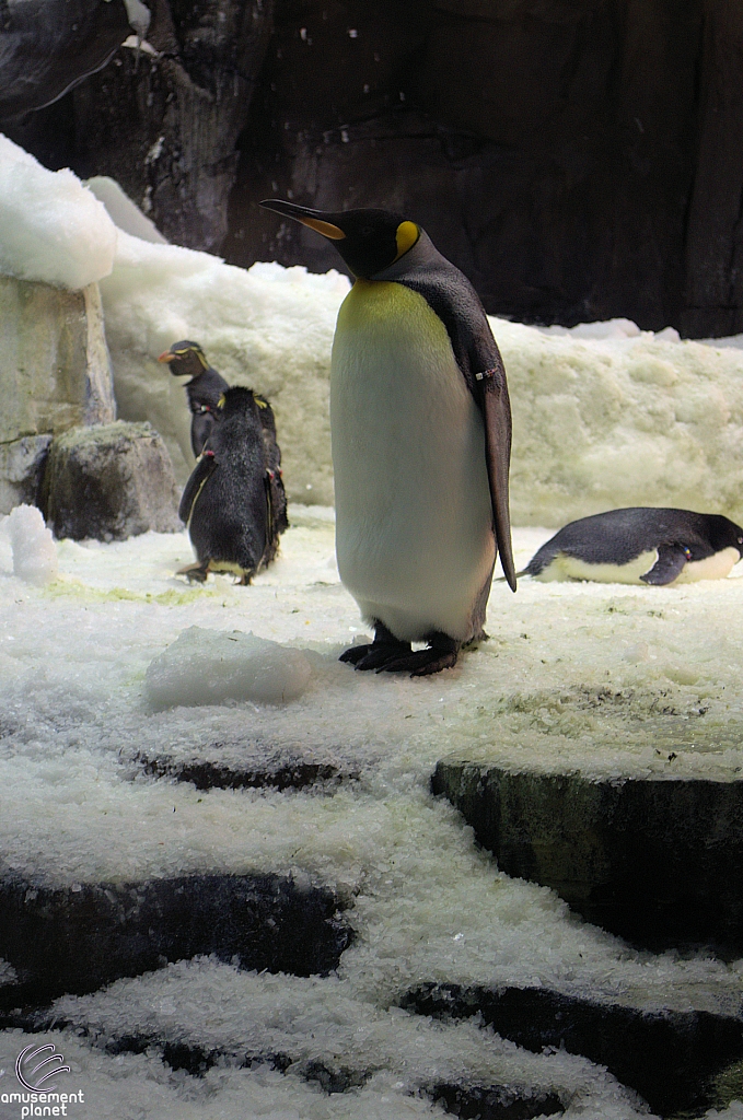 Antarctica Penguin Habitat