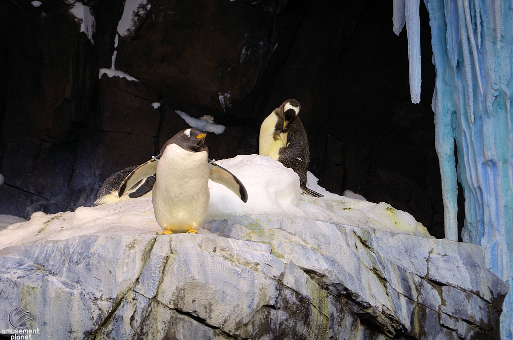 Antarctica Penguin Habitat
