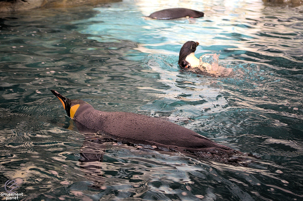 Antarctica Penguin Habitat