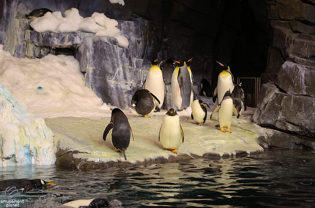 Antarctica Penguin Habitat