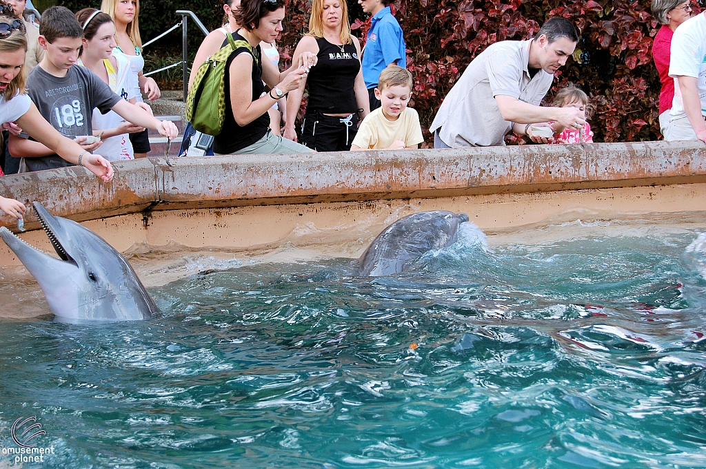 Dolphin Cove