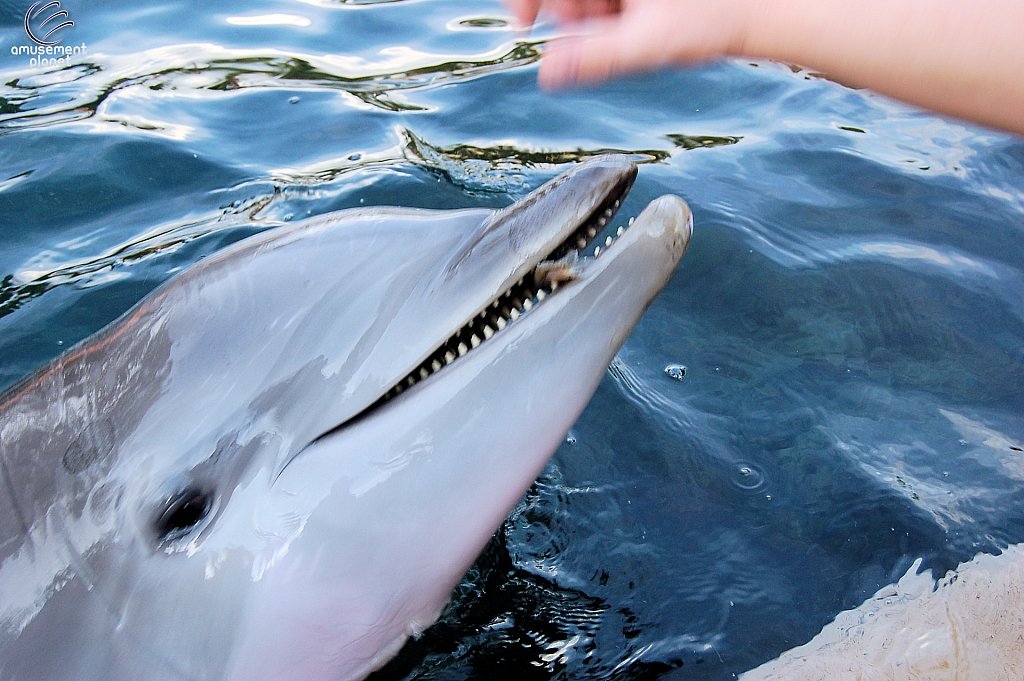Dolphin Cove