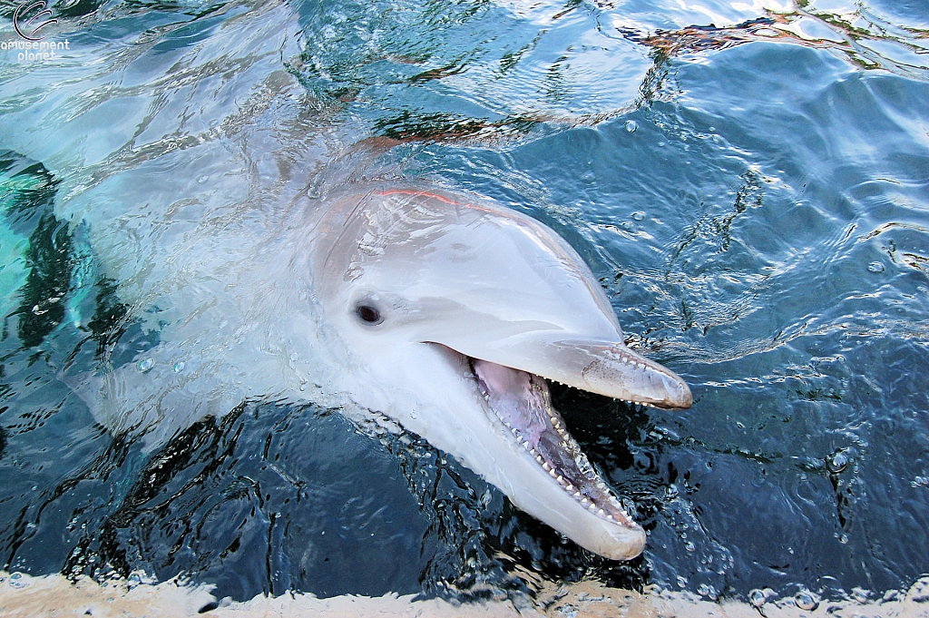 Dolphin Cove