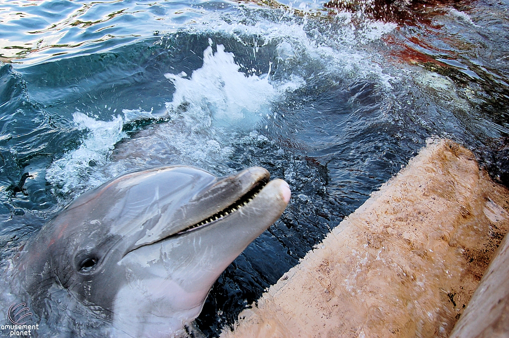 Dolphin Cove