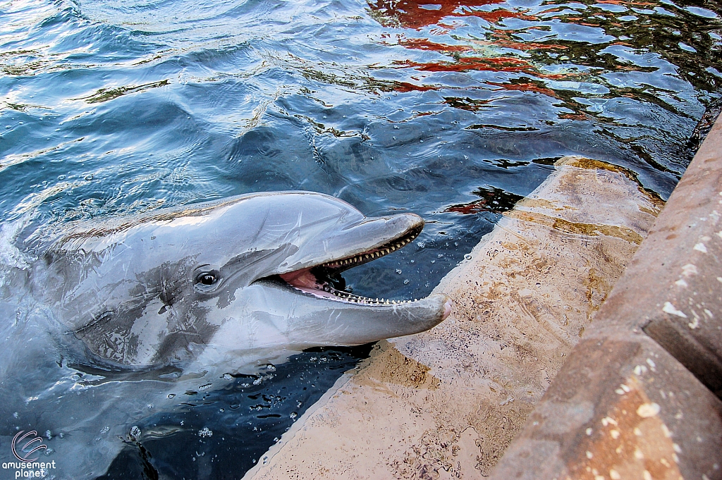 Dolphin Cove