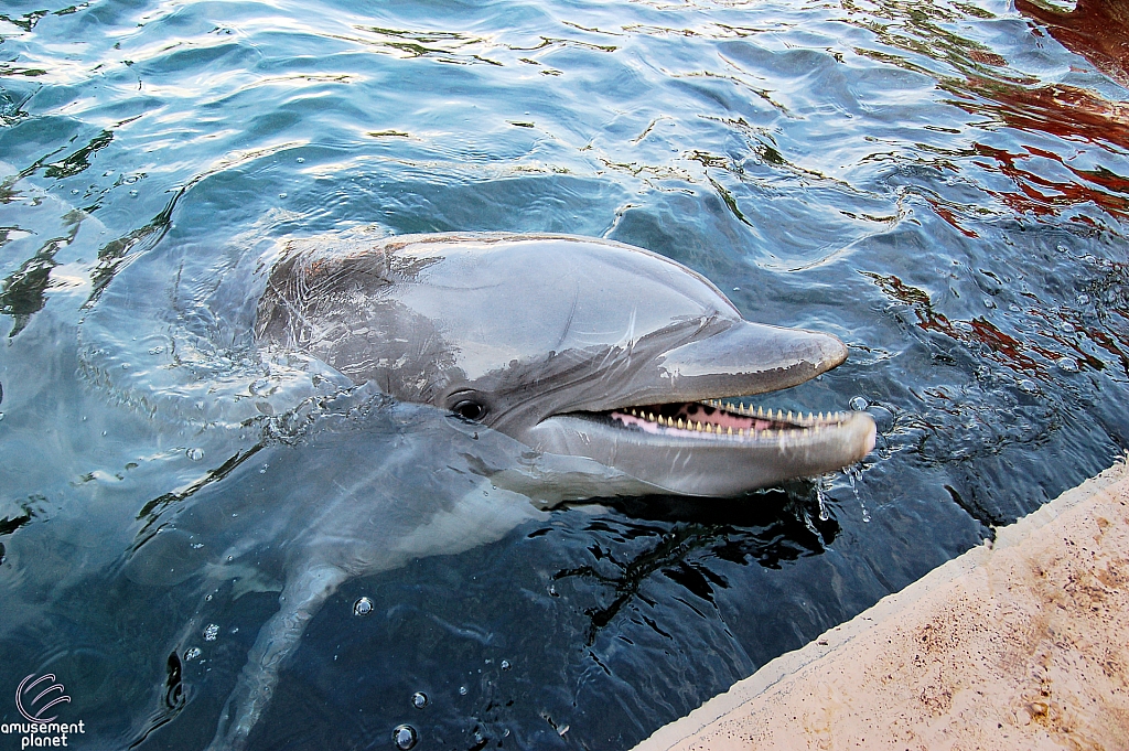 Dolphin Cove