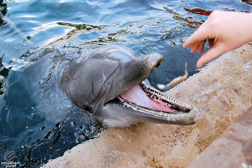 Dolphin Cove