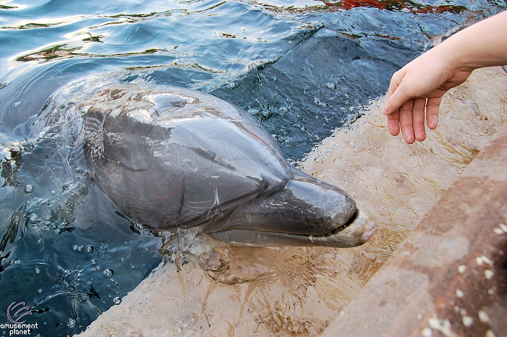 Dolphin Cove