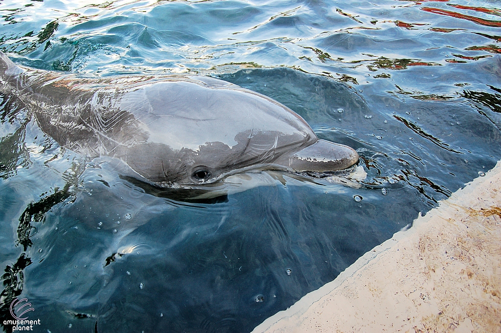 Dolphin Cove