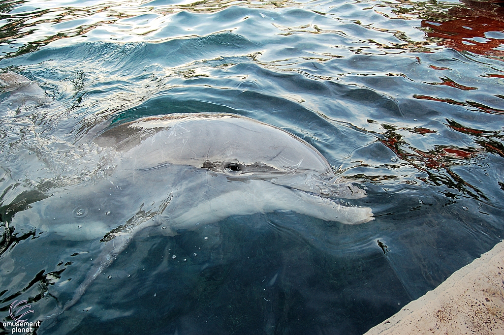 Dolphin Cove