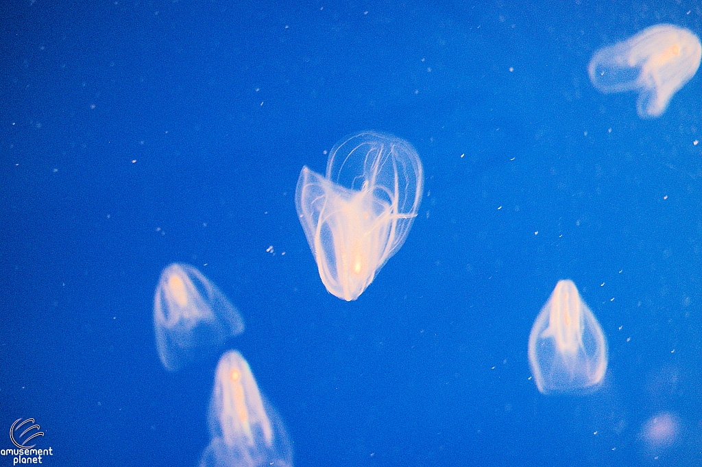 Journey to Atlantis Aquarium