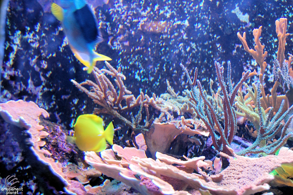 Journey to Atlantis Aquarium