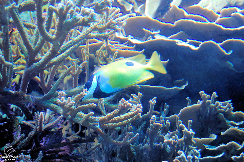 Journey to Atlantis Aquarium